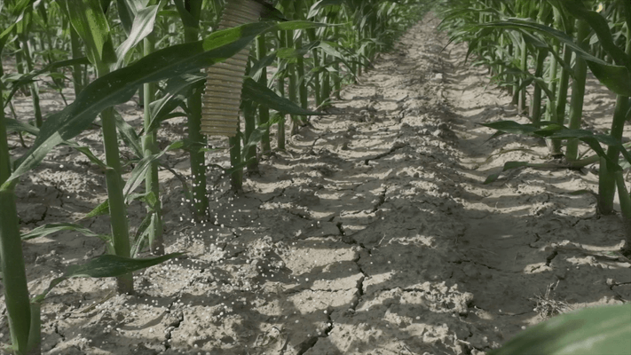 Fertilisation, épandage - Distributeurs d'engrais - Distributeur d'engrais inter-rangs SPANDI